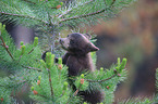 American black bear cub