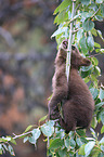 American black bear cub