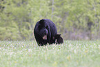 American black bears