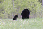 American black bears