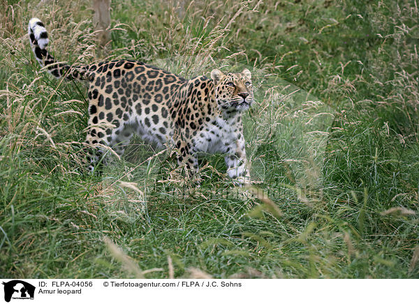 Amur leopard / FLPA-04056