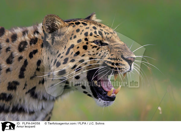 Amur leopard / FLPA-04058