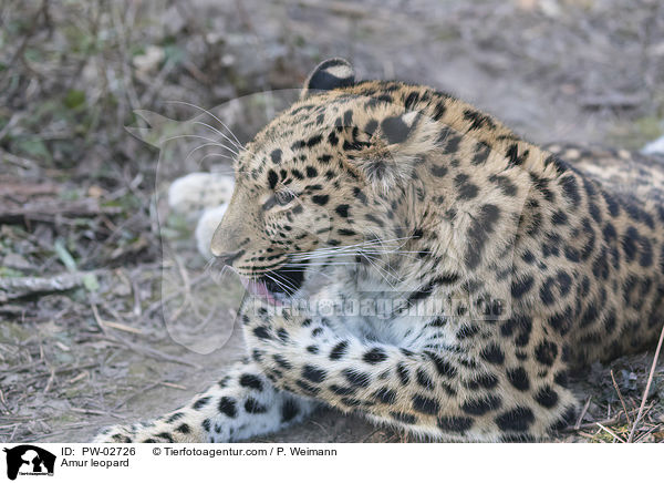 Amur leopard / PW-02726