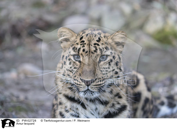 Amur leopard / PW-02728