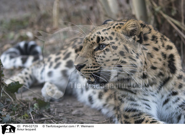 Amur leopard / PW-02729