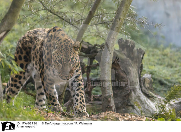 Amur leopard / PW-02730