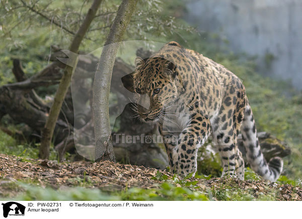 Amur leopard / PW-02731