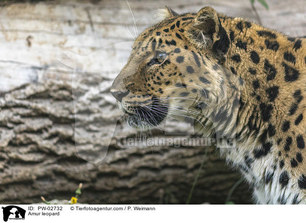 Amur leopard / PW-02732
