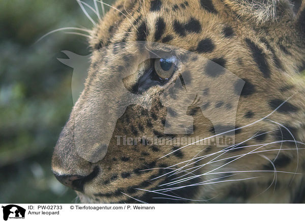 Amur leopard / PW-02733