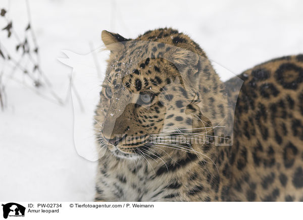 Amur leopard / PW-02734