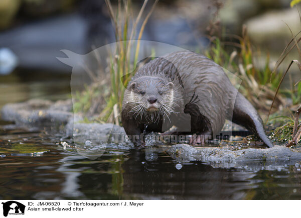 Asian small-clawed otter / JM-06520