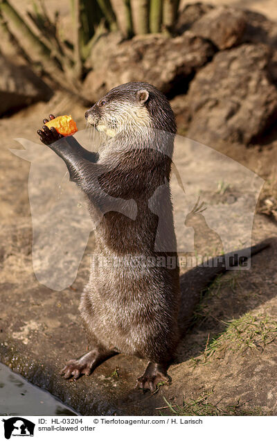 small-clawed otter / HL-03204
