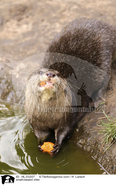 small-clawed otter / HL-03207