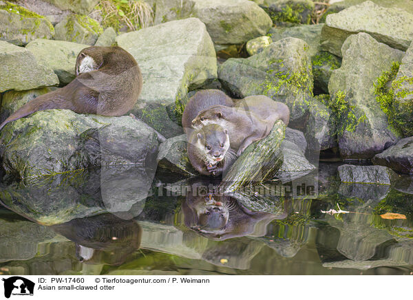 Zwergotter / Asian small-clawed otter / PW-17460