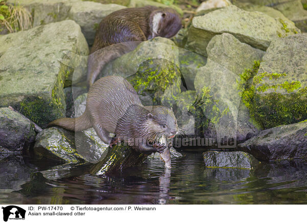Asian small-clawed otter / PW-17470