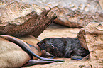 Australian fur seals