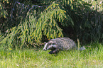 Badger on the meadow