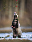 standing Badger