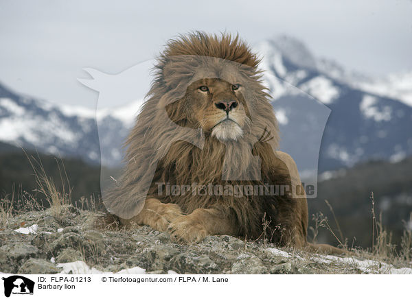 Barbary lion / FLPA-01213