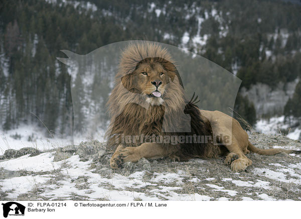 Barbary lion / FLPA-01214