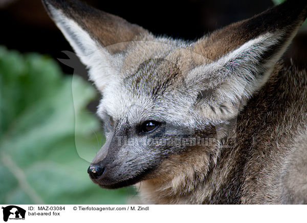 bat-eared fox / MAZ-03084