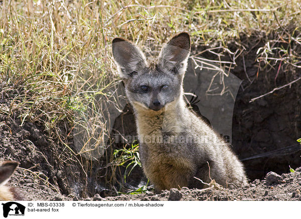 bat-eared fox / MBS-03338