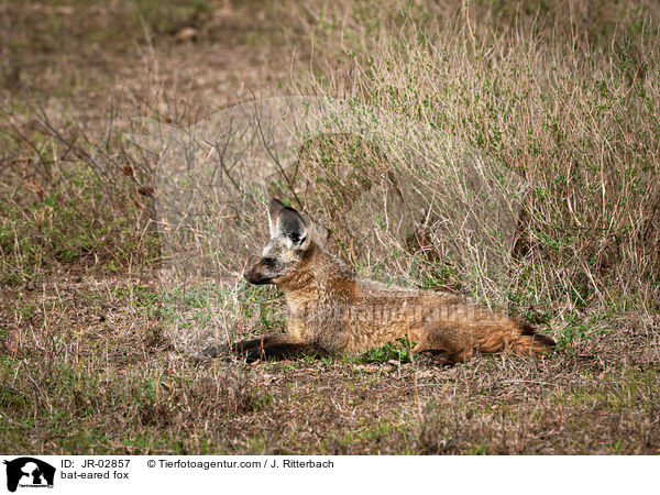 bat-eared fox / JR-02857