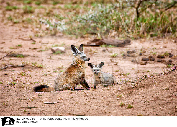 bat-eared foxes / JR-03645
