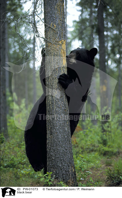 Schwarzbr / black bear / PW-01073