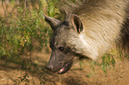brown hyena portrait