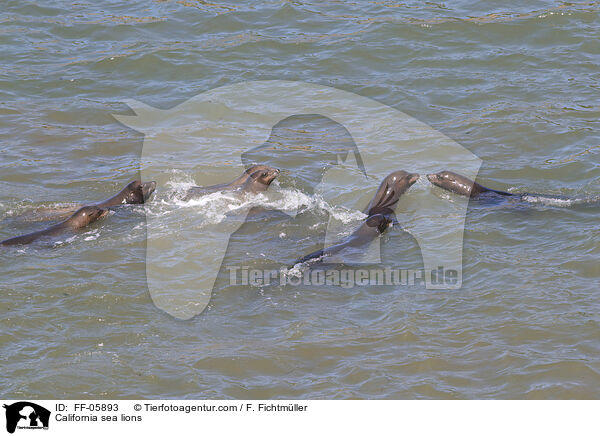 California sea lions / FF-05893