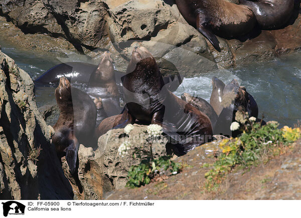 California sea lions / FF-05900