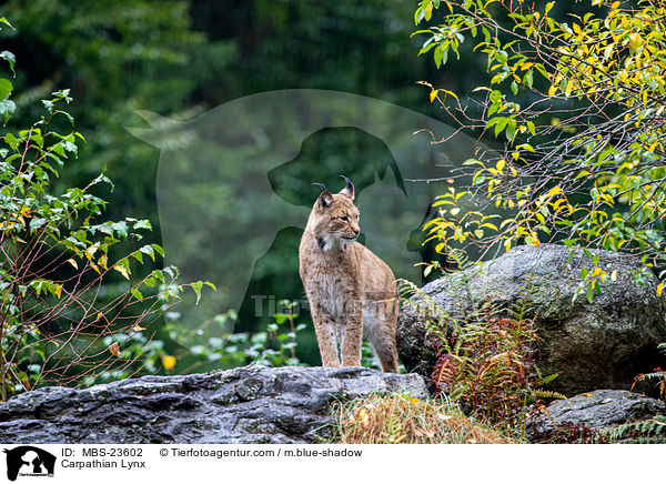 Carpathian Lynx / MBS-23602