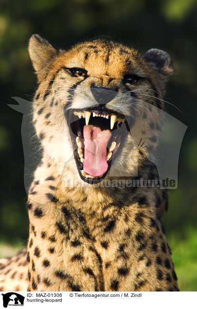 hunting-leopard / MAZ-01306