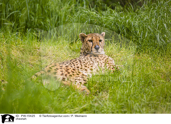cheetah / PW-15425
