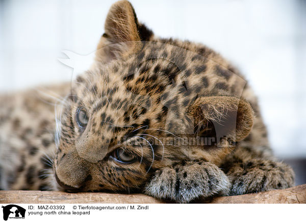 young north china leopard / MAZ-03392