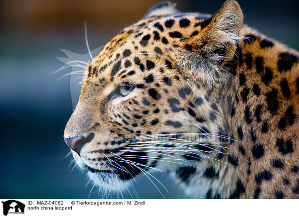 north china leopard / MAZ-04082