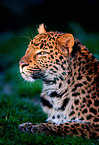 north china leopard