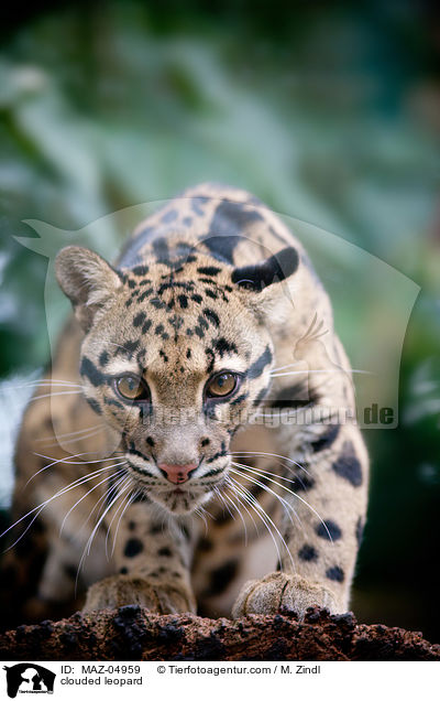 clouded leopard / MAZ-04959