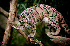 clouded leopard