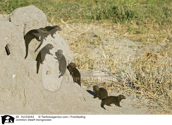 common dwarf mongooses / HJ-03042