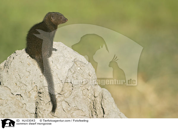common dwarf mongoose / HJ-03043
