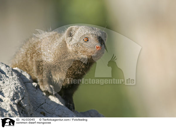 common dwarf mongoose / HJ-03045
