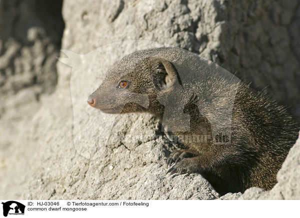 common dwarf mongoose / HJ-03046