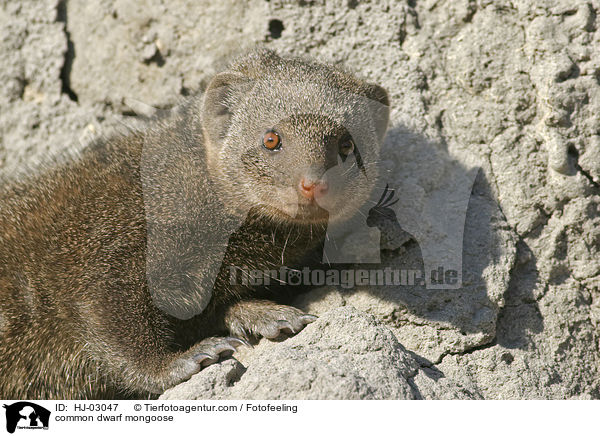 common dwarf mongoose / HJ-03047