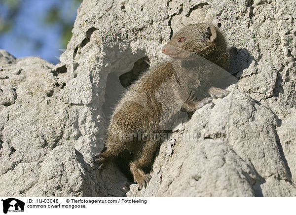 common dwarf mongoose / HJ-03048
