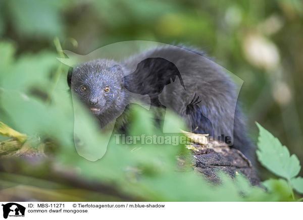 common dwarf mongoose / MBS-11271