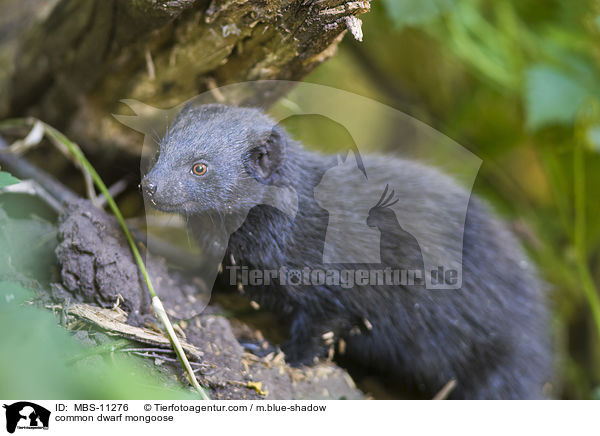 common dwarf mongoose / MBS-11276