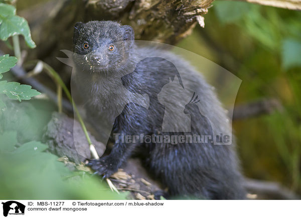 common dwarf mongoose / MBS-11277