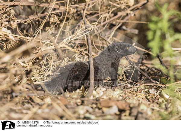common dwarf mongoose / MBS-11278